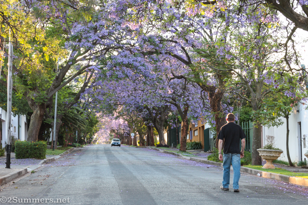 Jon walking down a street with jacarandas in 2011