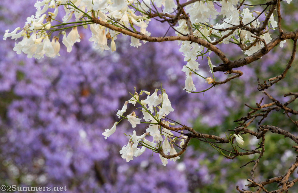 White and purple jacarandas