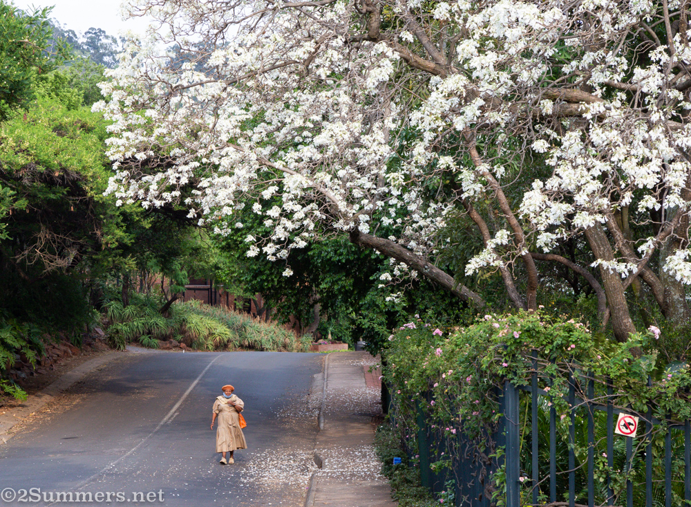 Lady walking under a white jacaranda tree