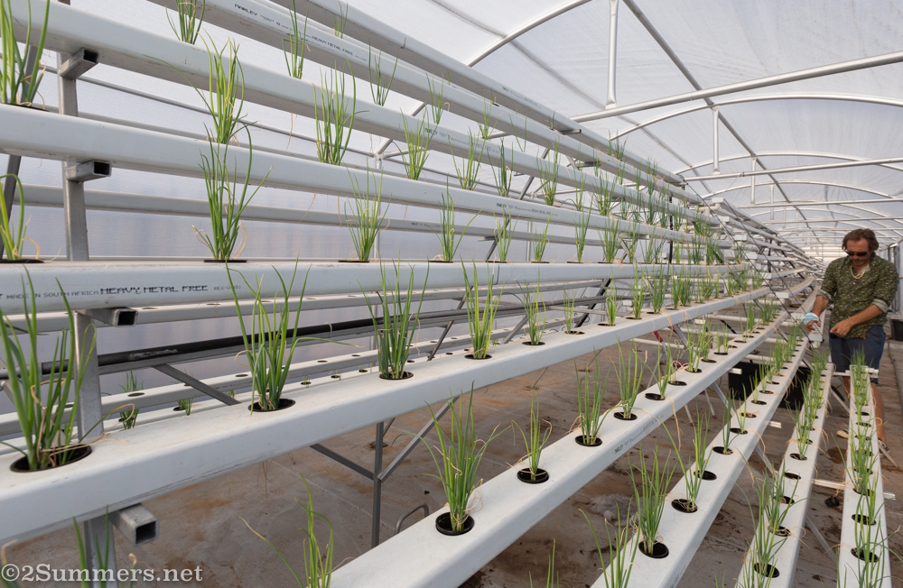 Spring onions growing on the rooftop of Coronioa Gardens in Berea