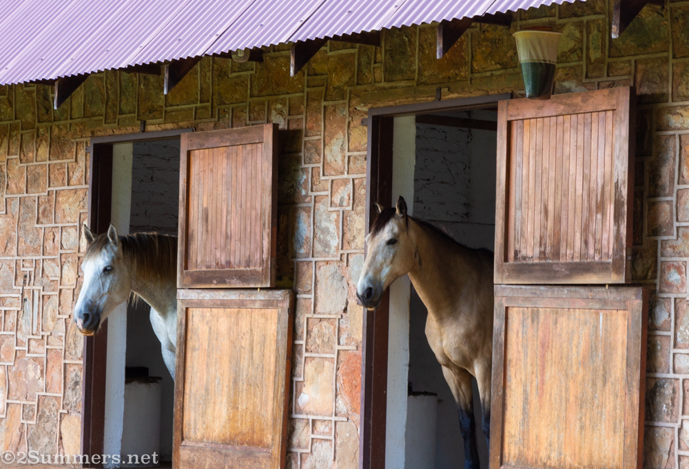 Horses at Walkersons