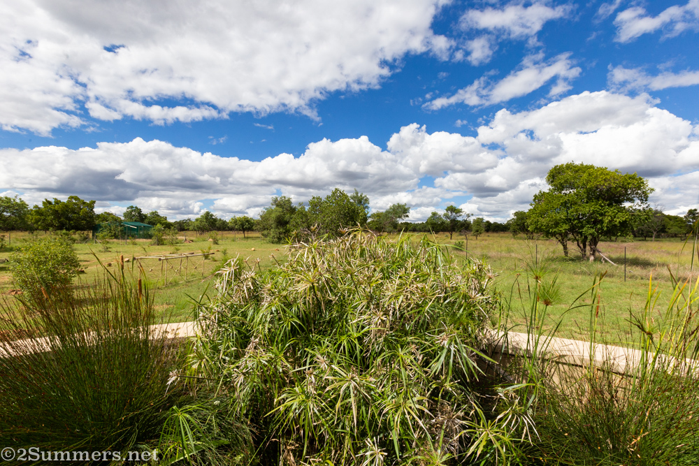 Wetland behind the pool