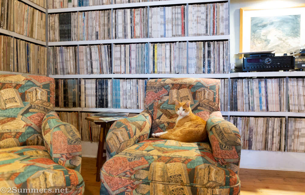 Cat among the records at the Royal Hotel