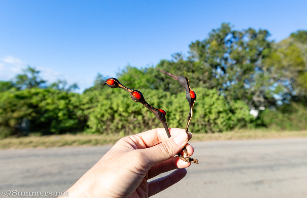 Lucky bean seed pods