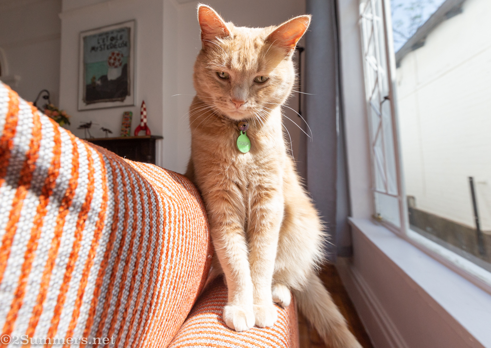 Trixie on the new couch