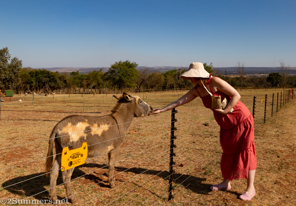 Dee feeding a donkey