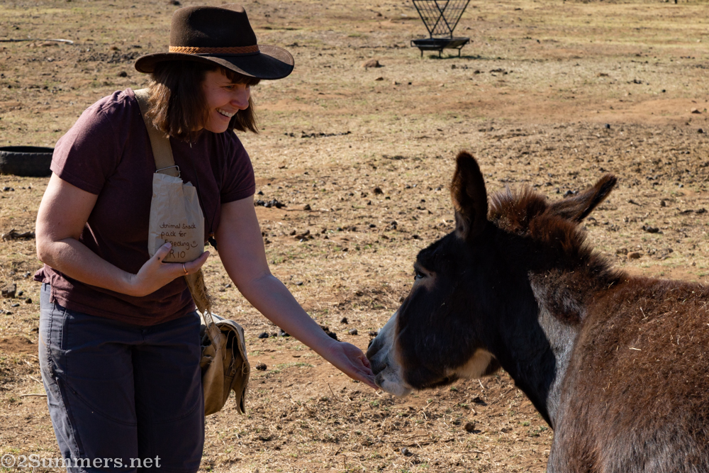 Heather feeding a donkey