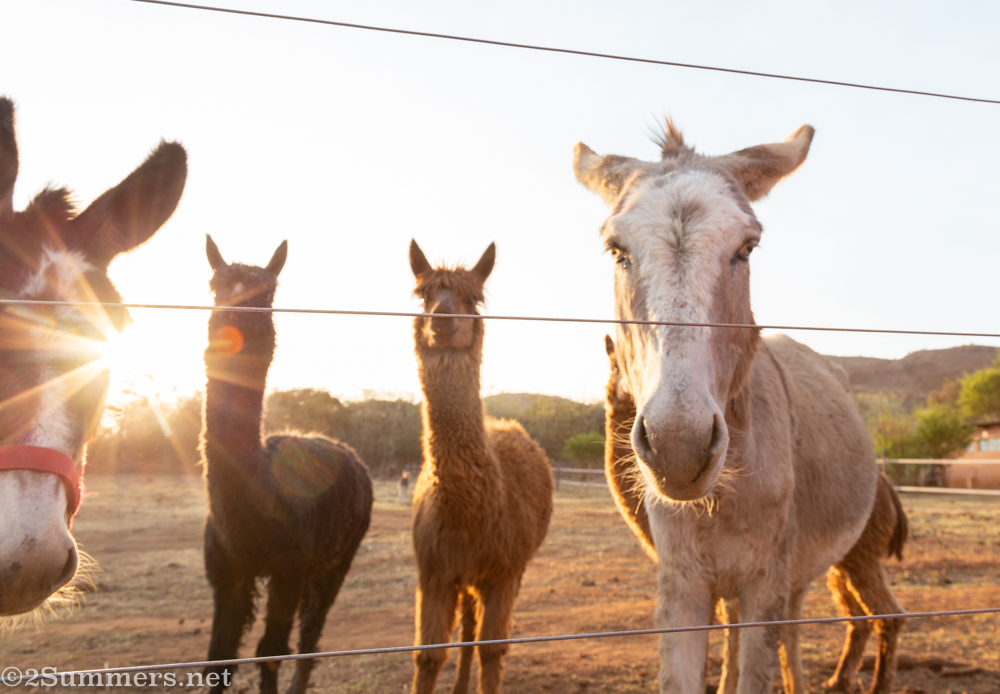 Donkeys and alpacas