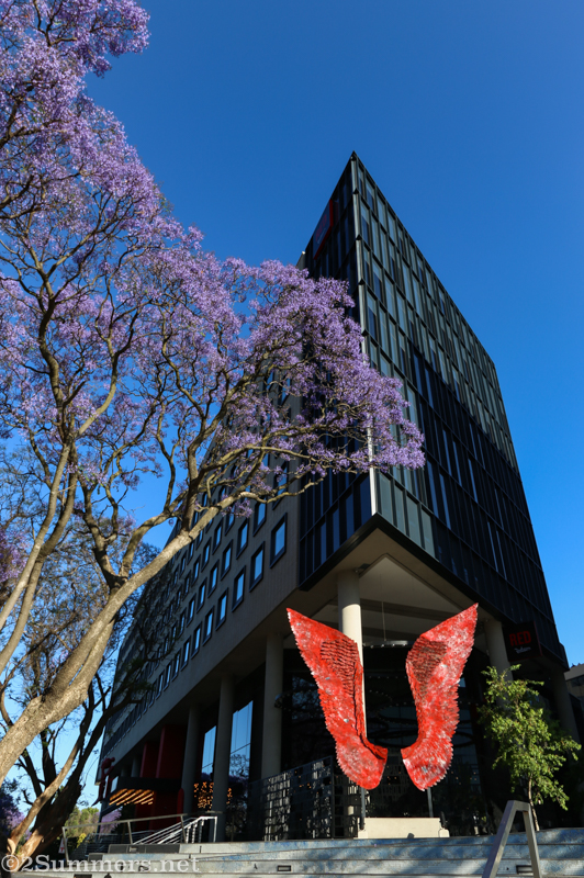 Jacaranda outside the Radisson RED hotel