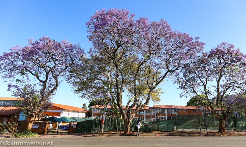 Jacarandas in front of Rosebank Primary School
