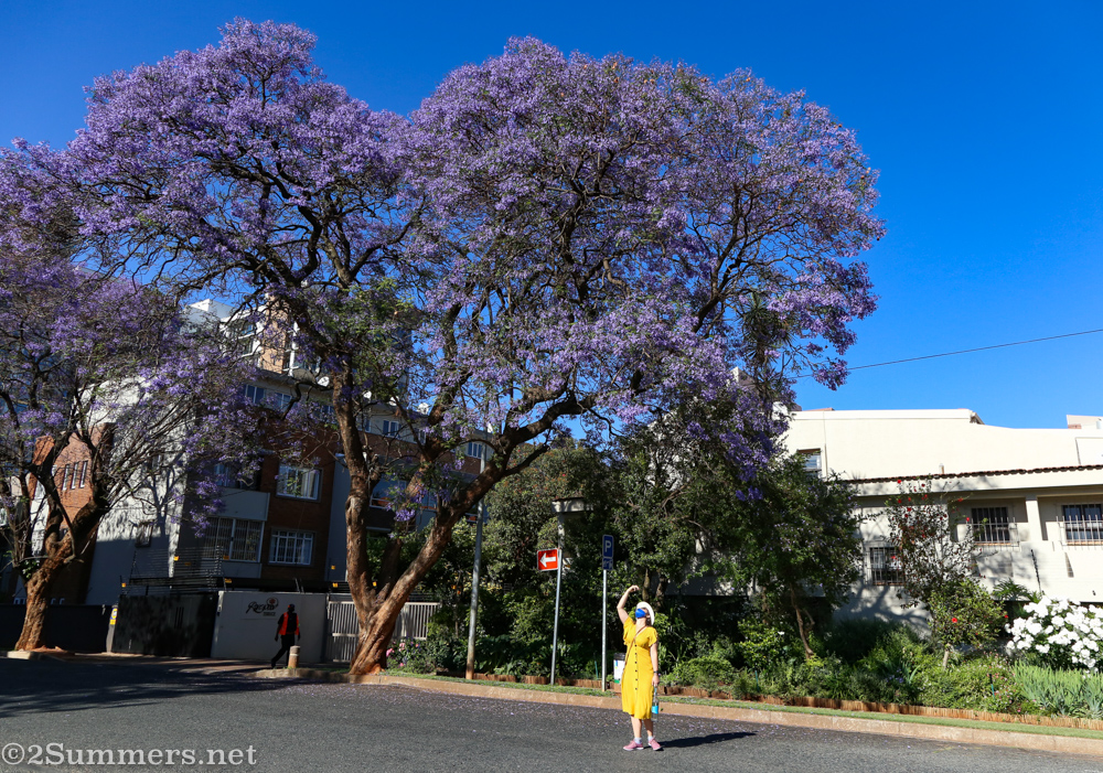 Iga with the jacarandas on Bath Ave