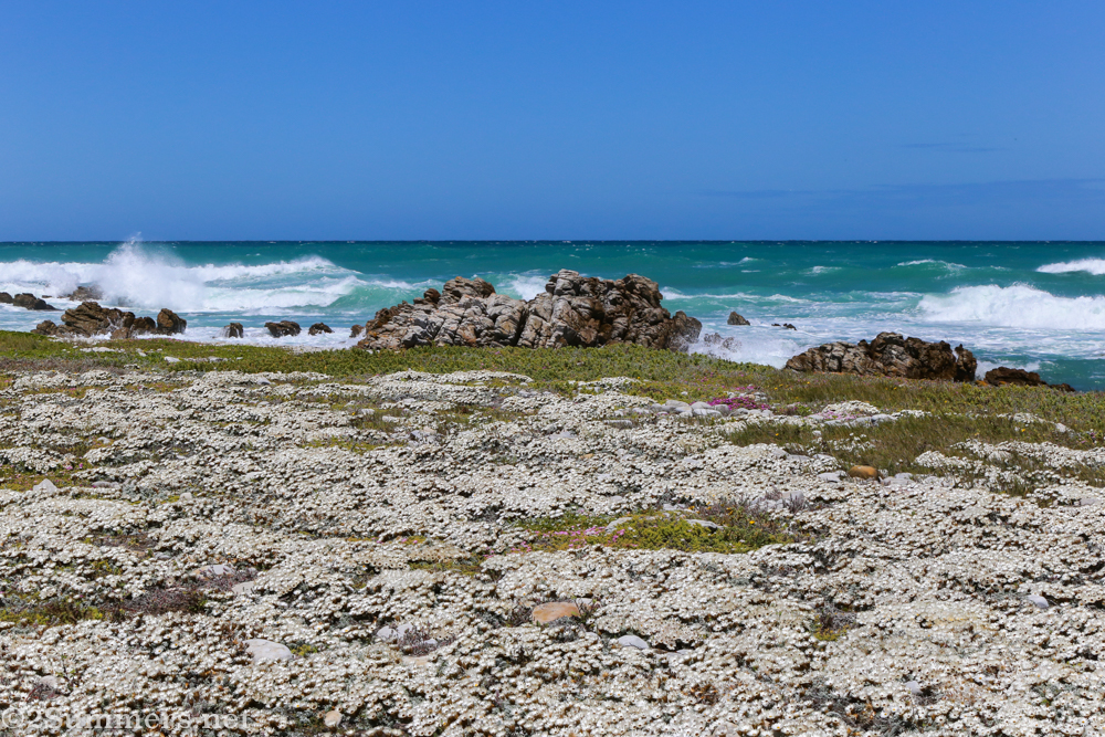 Beach and flowers at Agulhas