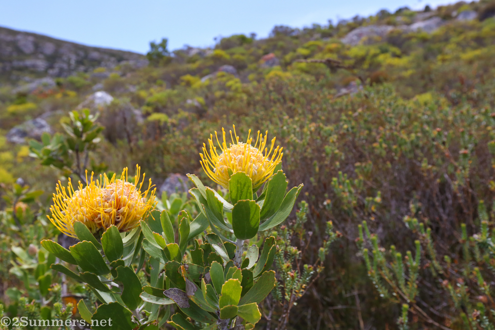 Pincushion proteas on the mountain