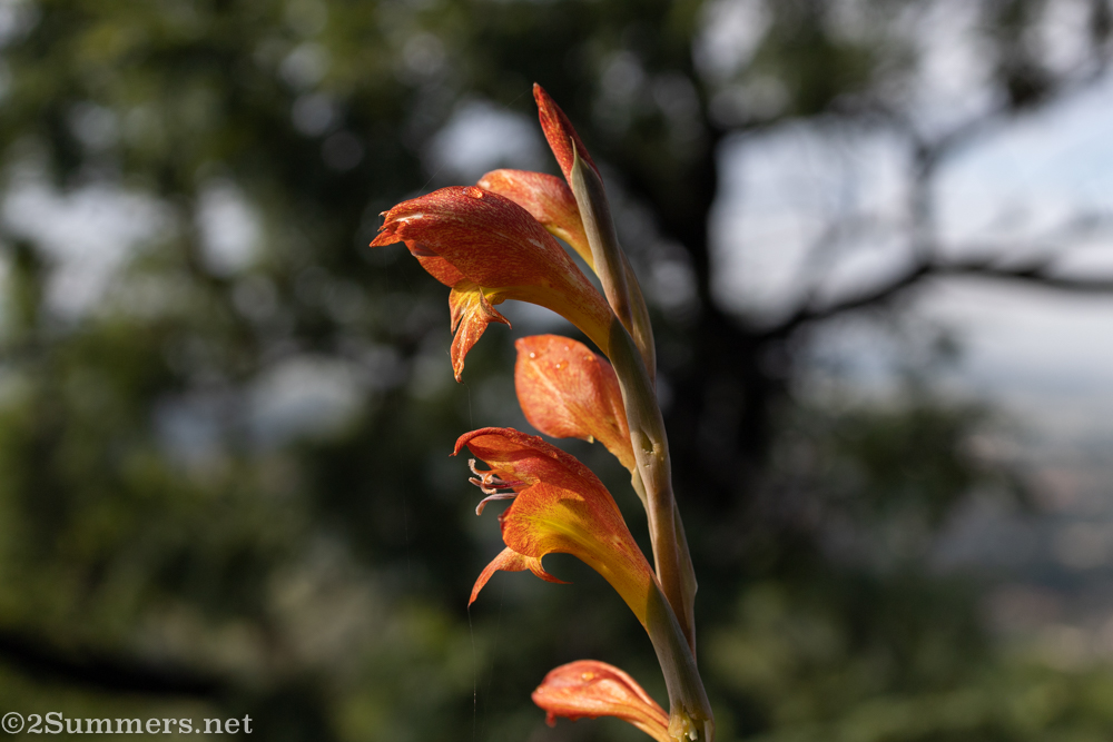 Flower in Klipriviersberg