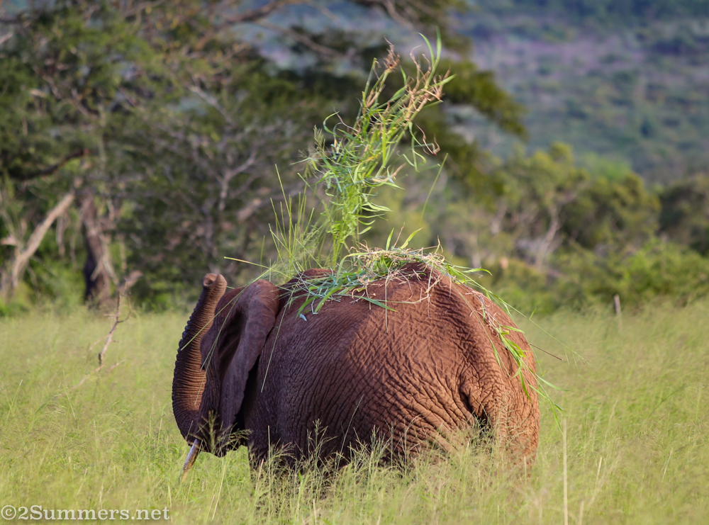 Elephant bathing in grass