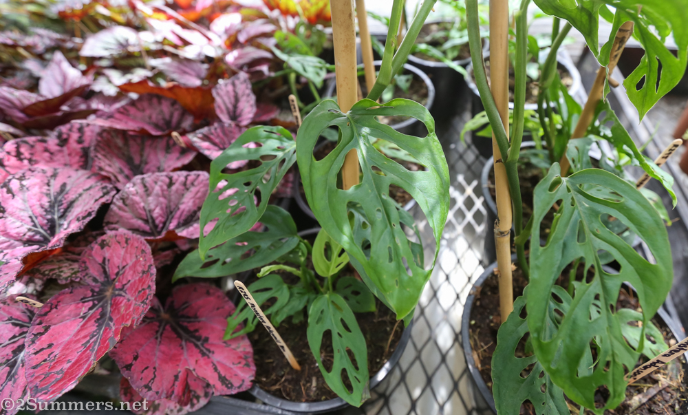 Plants for sale at JFF