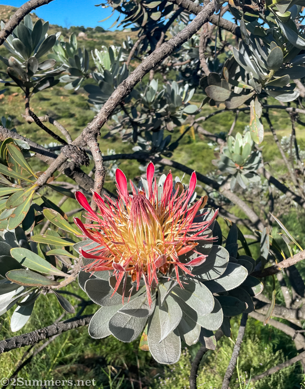 Protea blooming