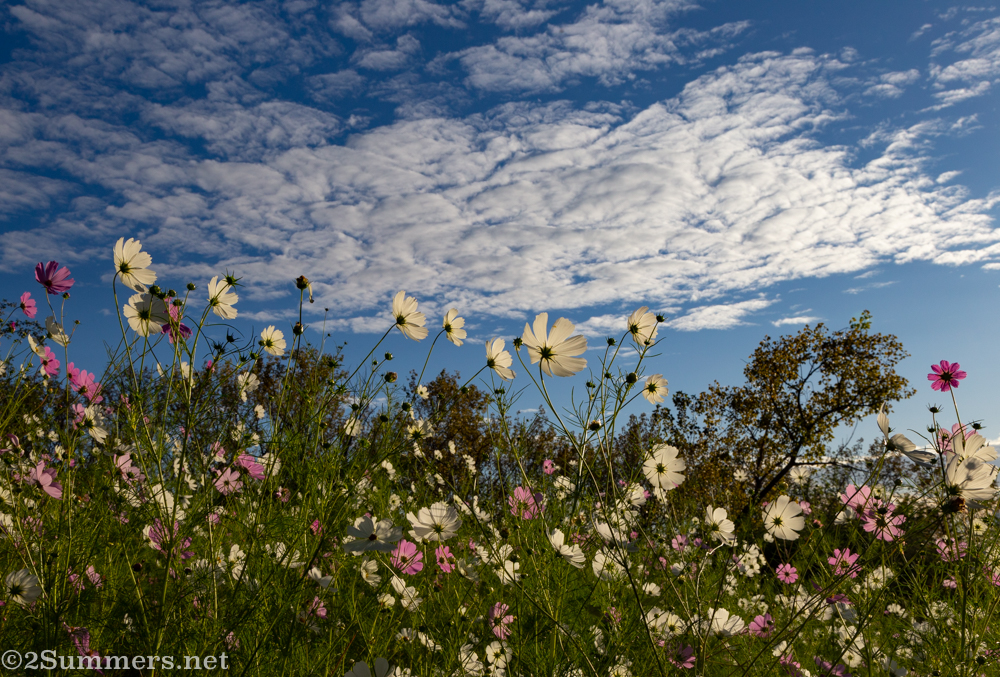 Cosmos reaching toward the sky in Delta Park