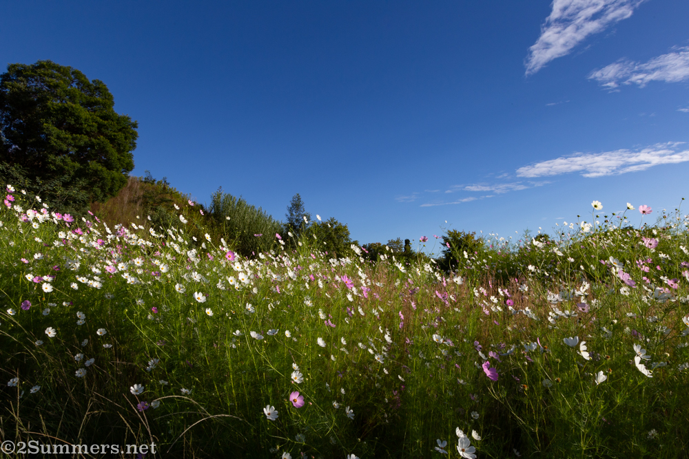 Field of cosmos