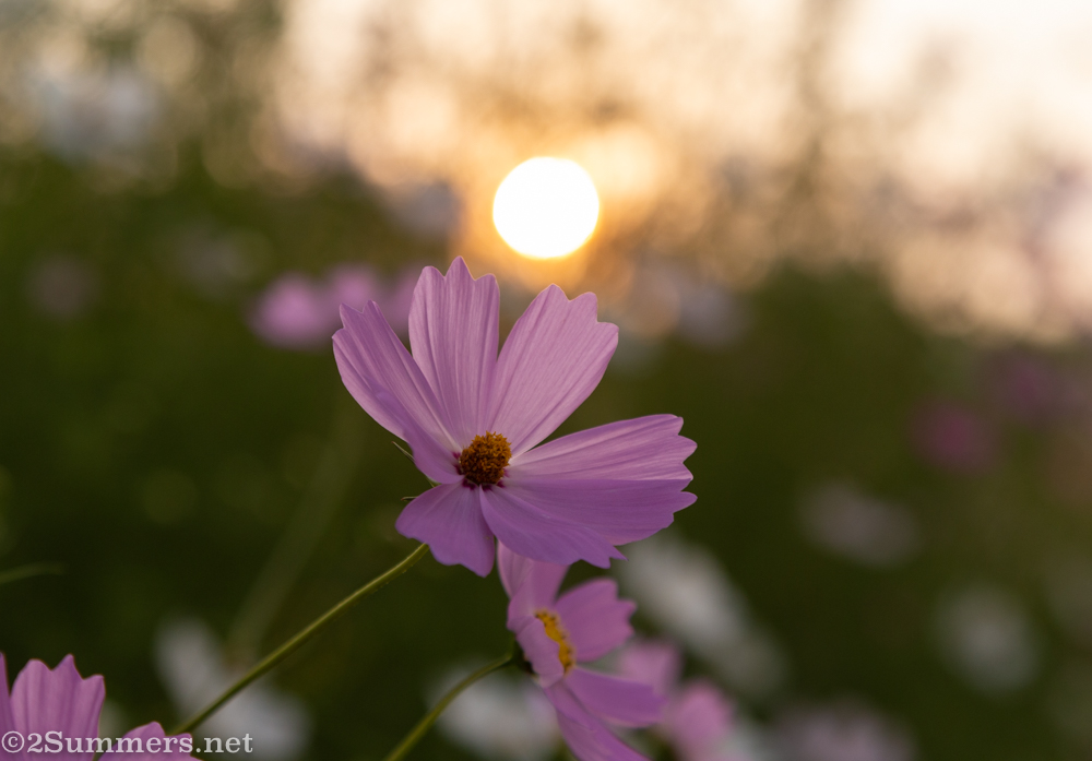 Cosmos bloom at sunset