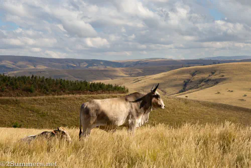 A cow in KwaZulu-Natal