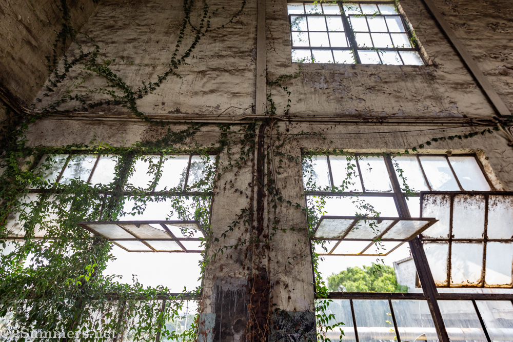 Vines creeping into the Gas Works