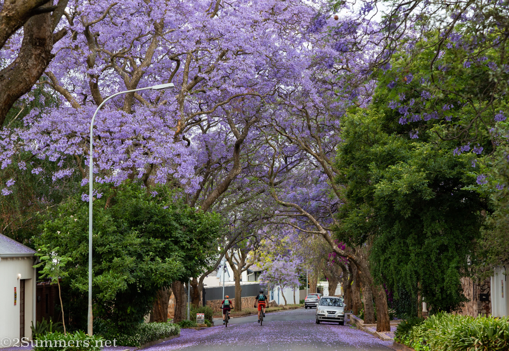 Cycling through a Parkview street - Joburg in October