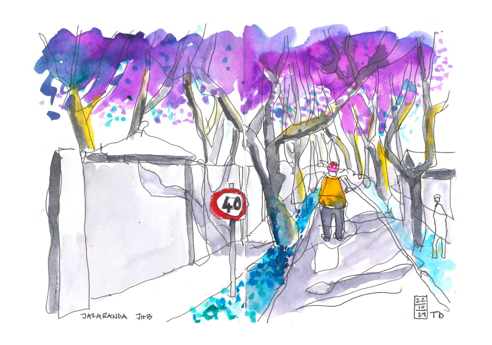 Thorsten jacaranda sketch