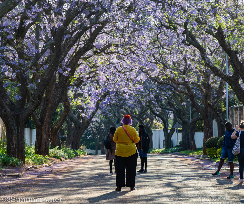 Fiver jacaranda sketching