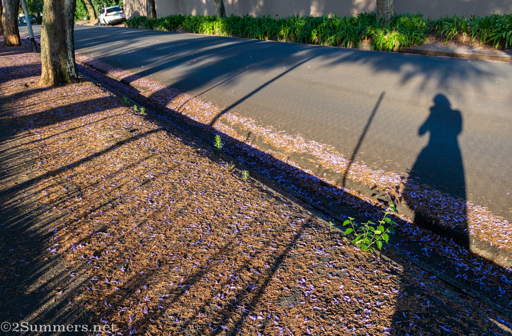 Jacaranda shadows
