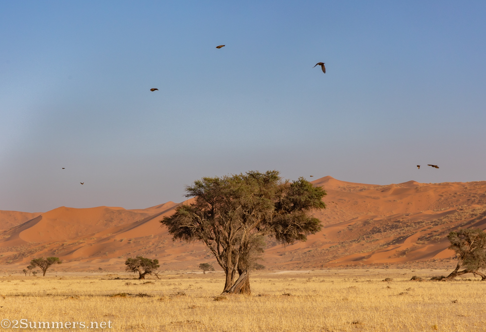 Camelthorn trees at Koichab
