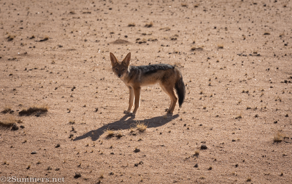 Curious jackal