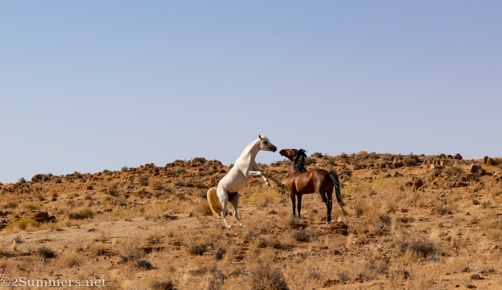 Horses on Eureka Farm