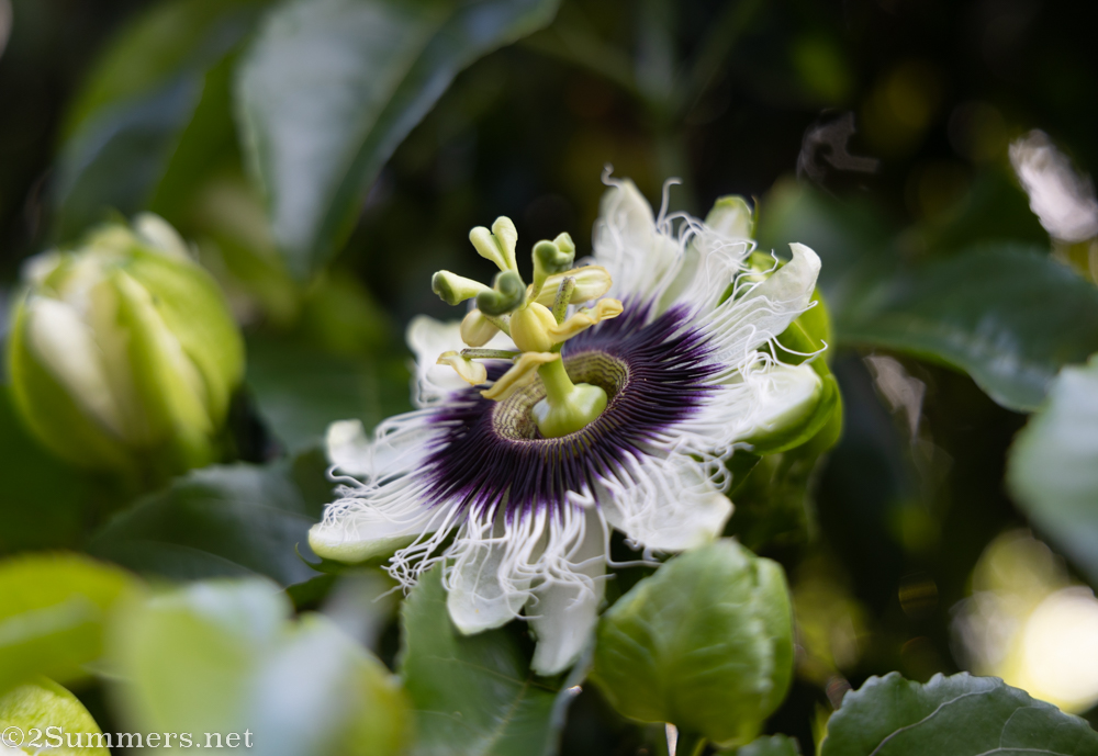 Granadilla blossom