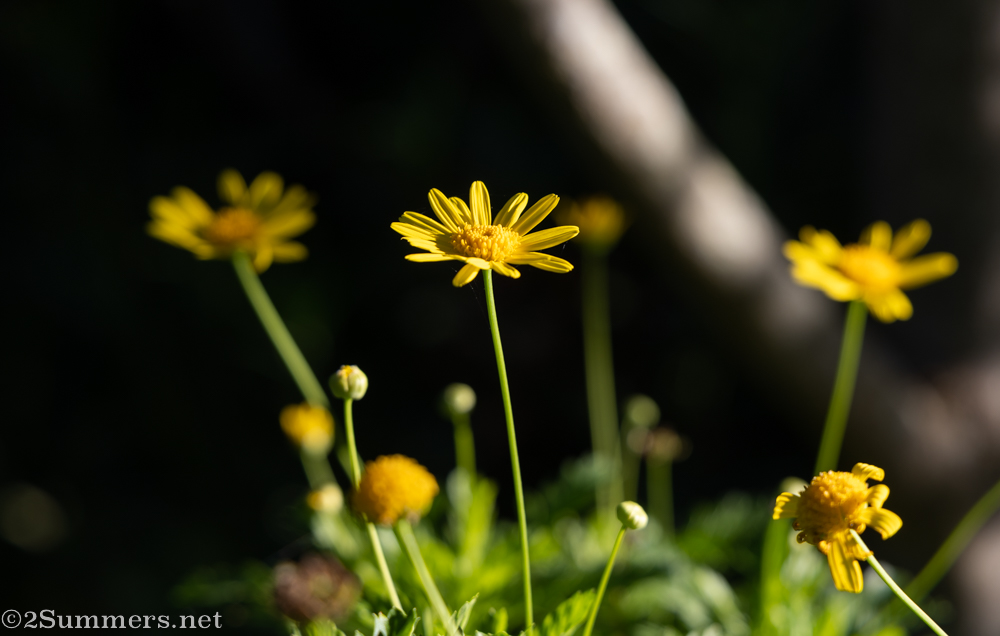 Garden flowers at Storms River