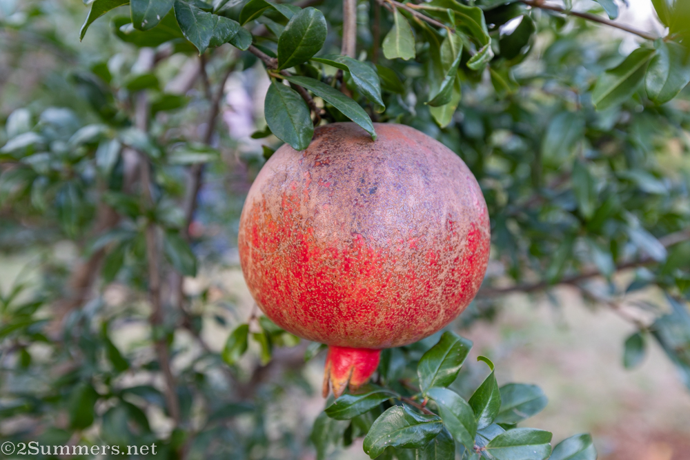 Pomegranate!