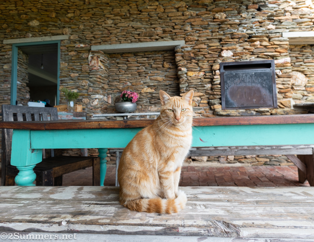 Boet, one of two beautiful cats at Sjinn