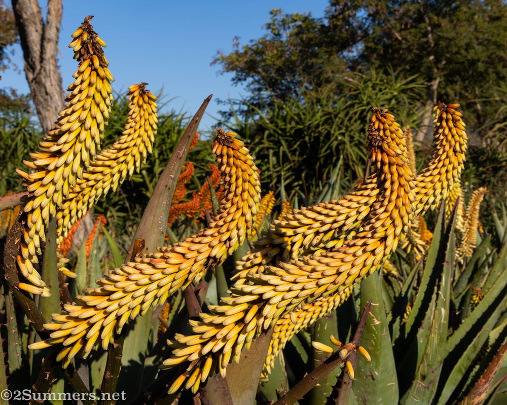 Funky aloe flowers