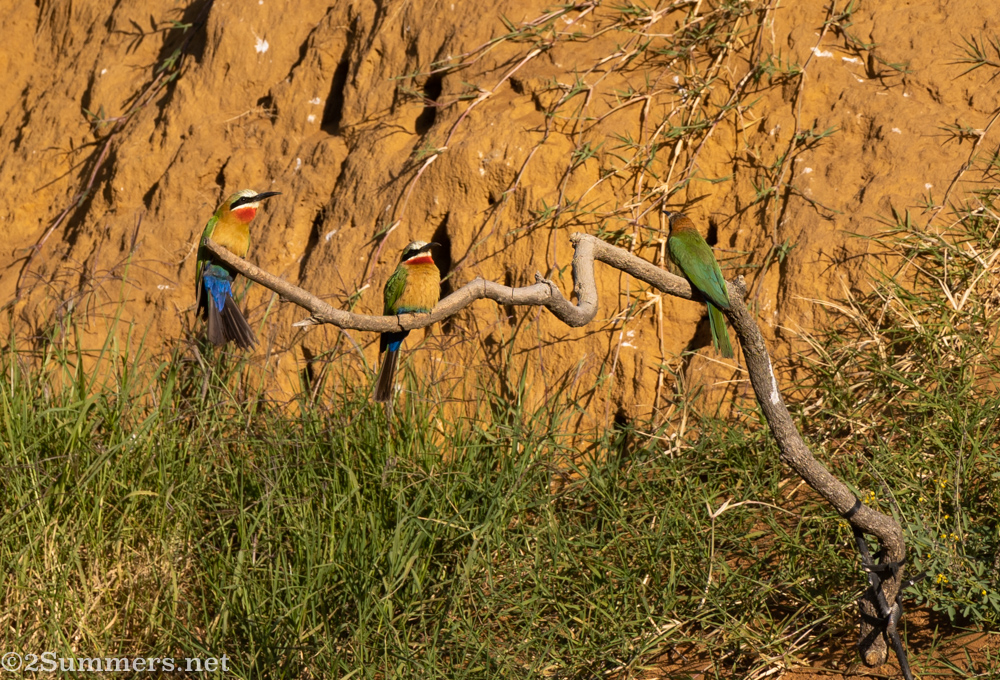 White-fronted bee-eaters at the Aloe Farm