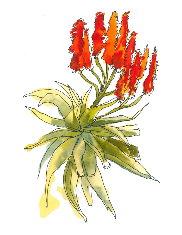 Aloe sketch