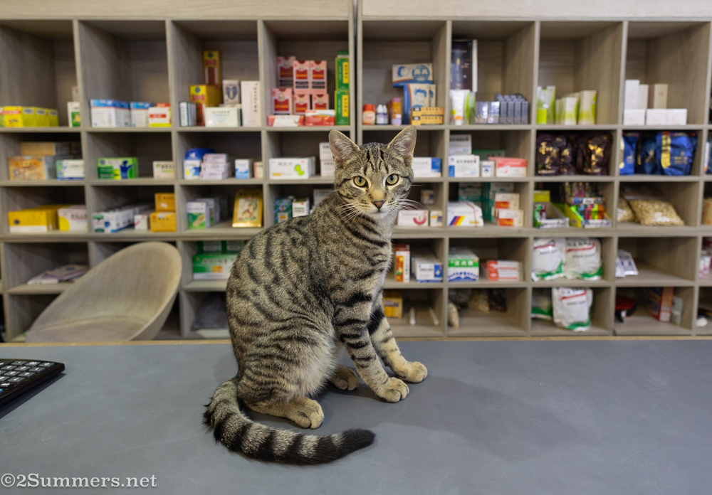 Cat in a Chinese grocery store in Rivonia