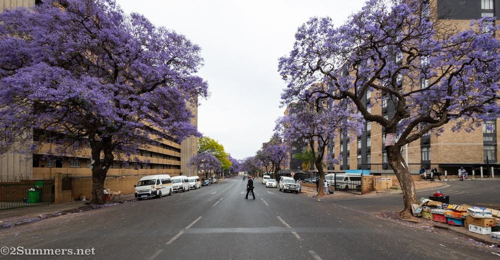 Pretoria jacarandas