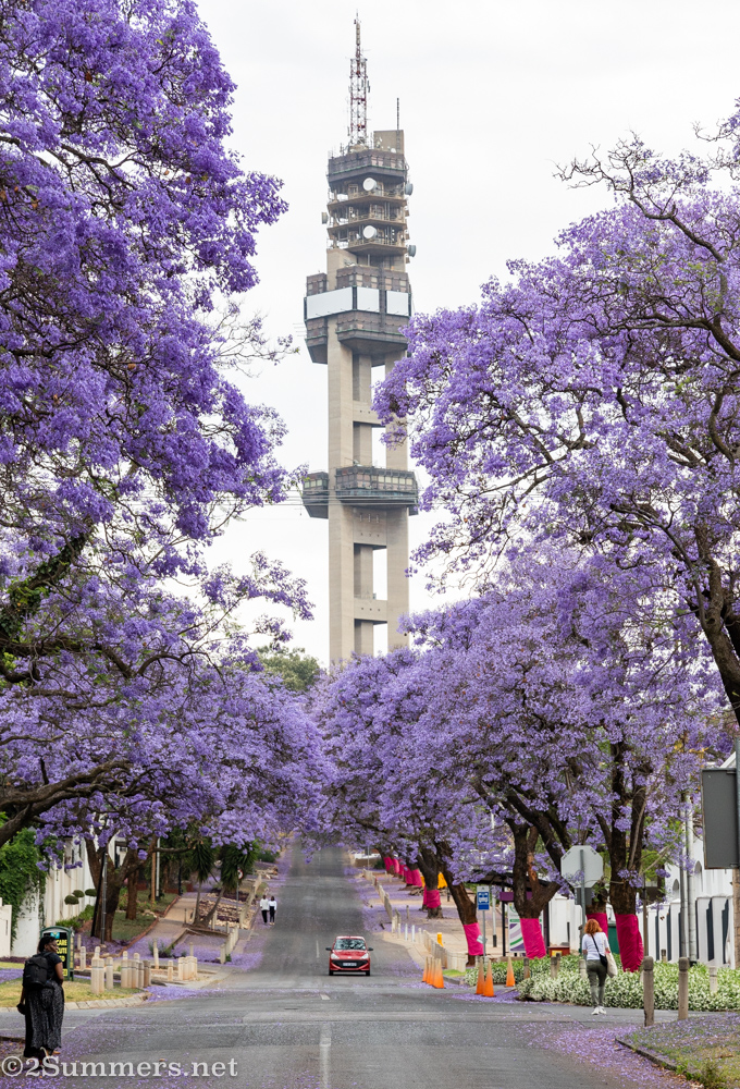 Jacarandas and Pretoria’s telecoms tower