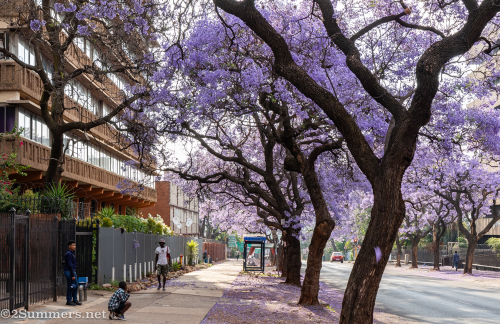 jacarandas and buildings
