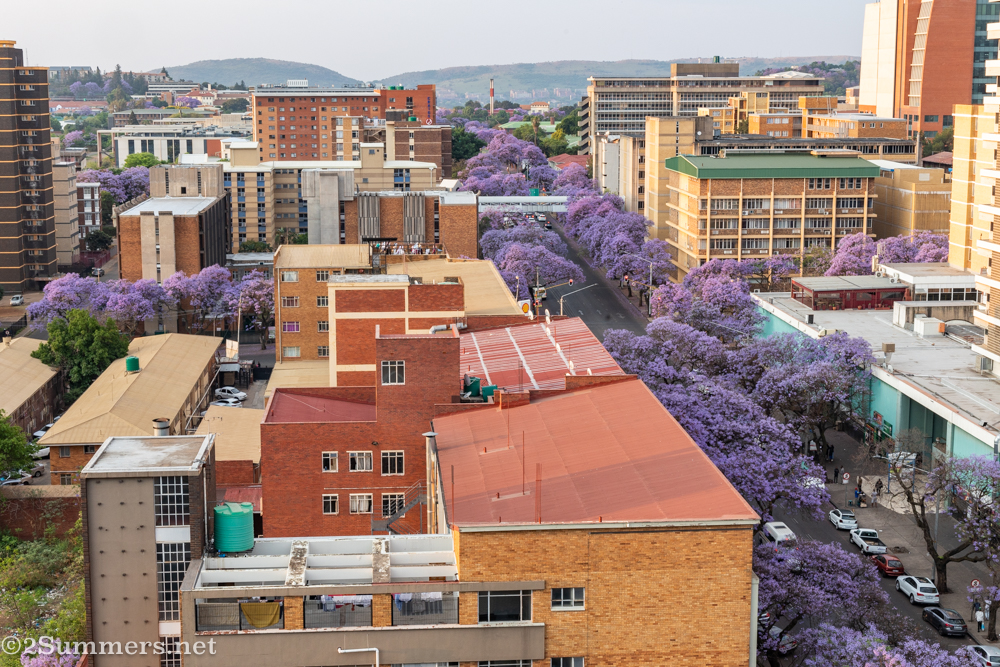 Pretoria jacarandas