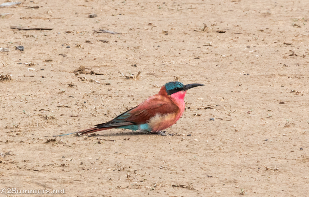 Carmine bee-eater