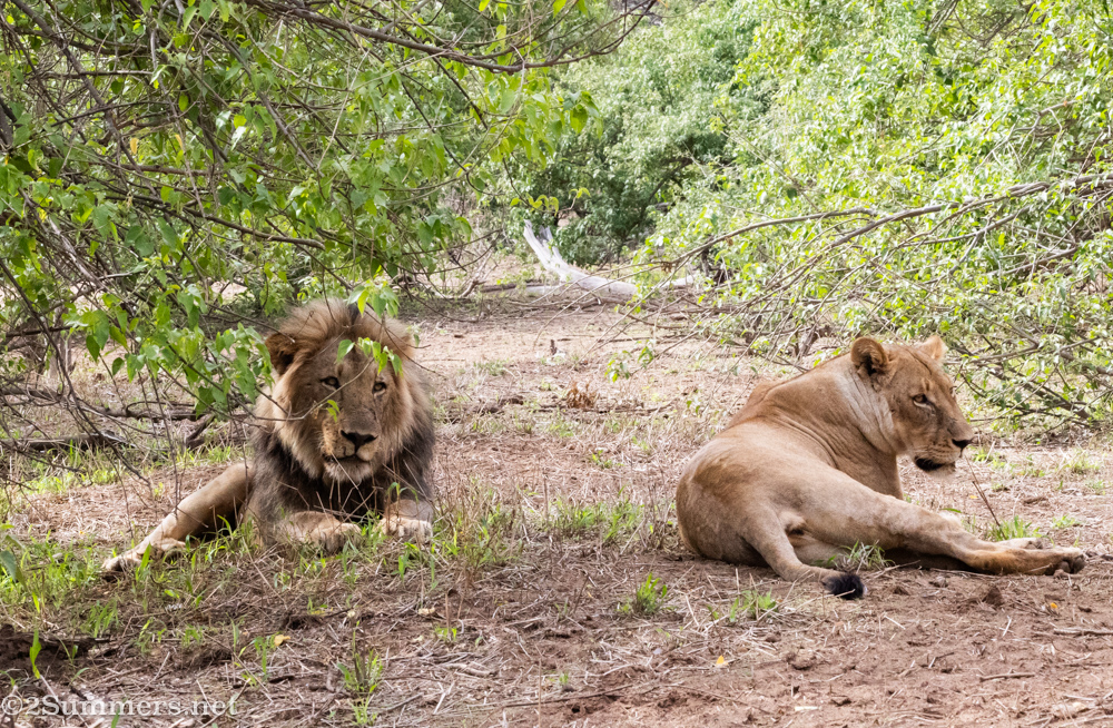 Lions in Mapungubwe