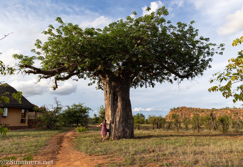 Heather under baobab