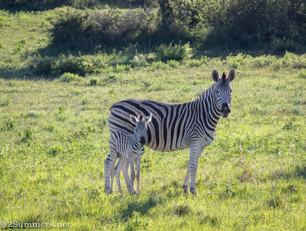 Mom and baby zebra