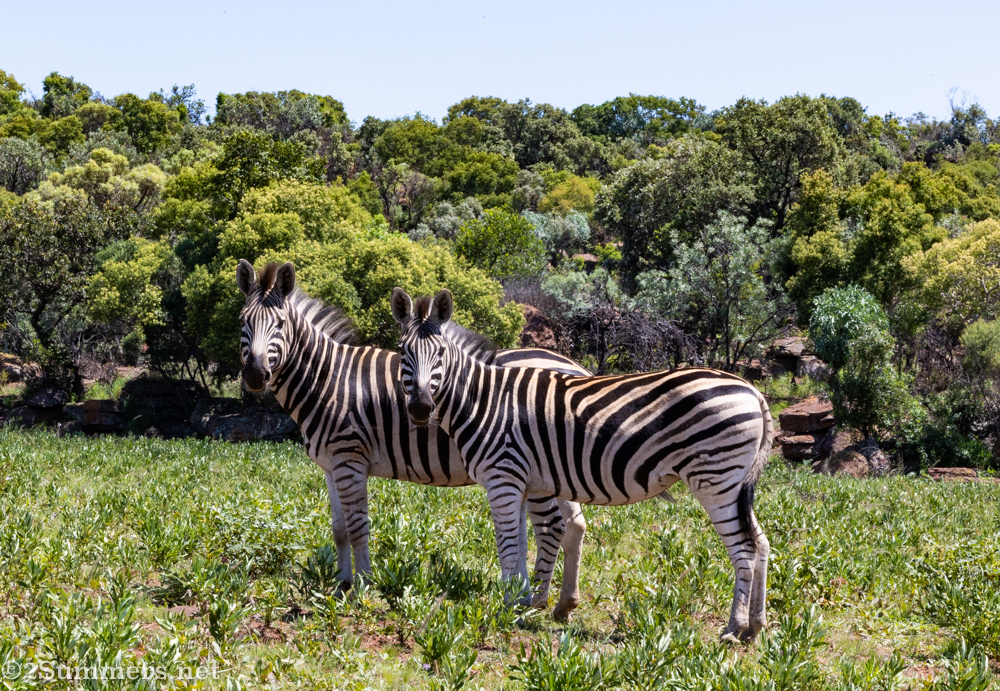 Zebras at Ezemvelo